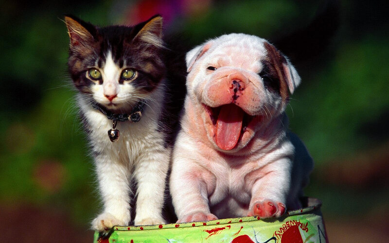 Kitten and Bulldog Puppy — Green, Playful