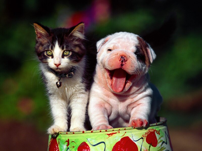 Kitten and Bulldog Puppy