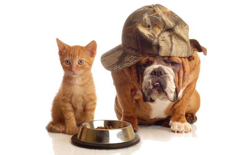Kitten and Bulldog — White, Neutral, Photograph, Cat, Dog