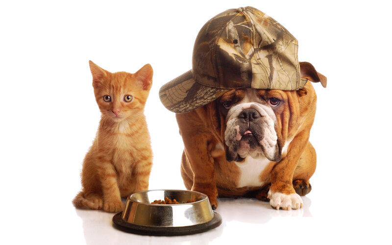 Kitten and Bulldog — White