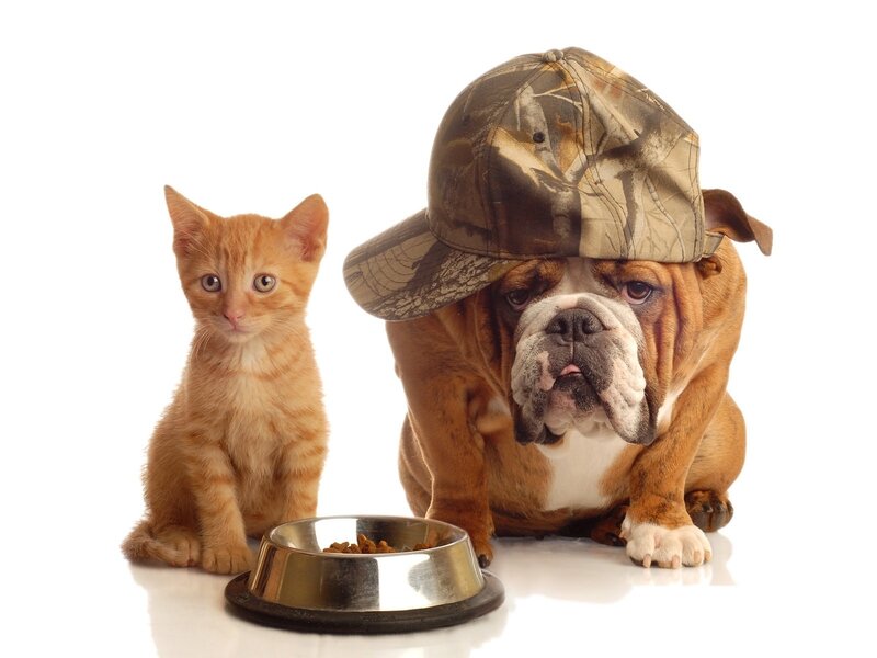 kitten and bulldog with food bowl