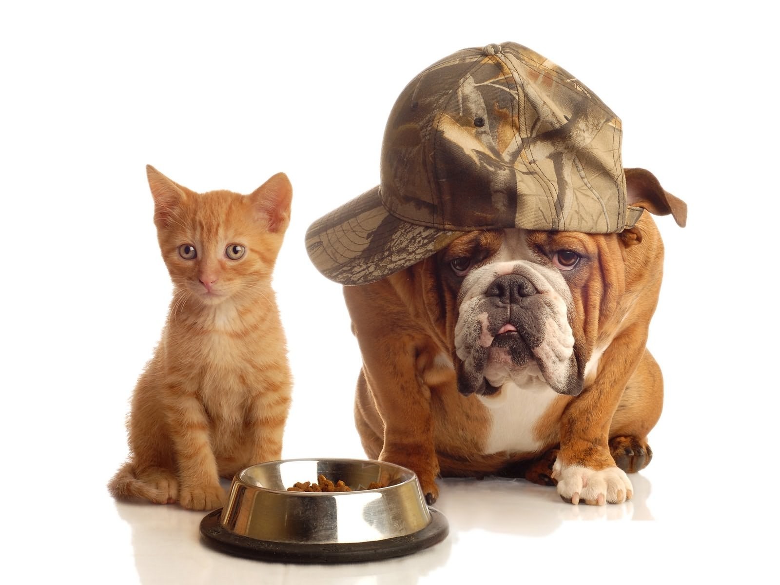 kitten and bulldog with food bowl