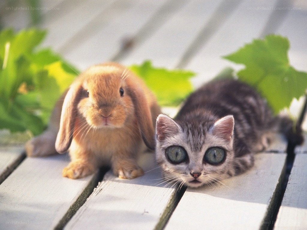 kitten and bunny on a bench