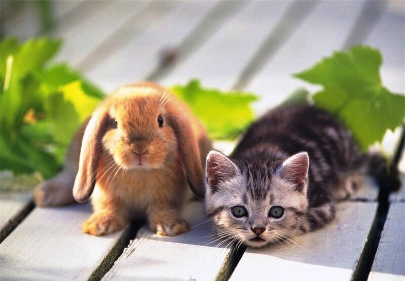 Kitten and Bunny Rabbit