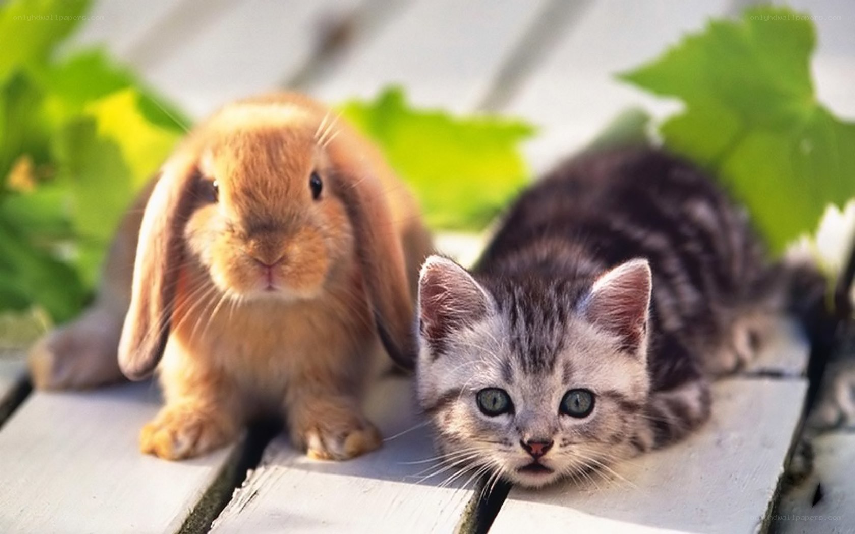 kitten and bunny together