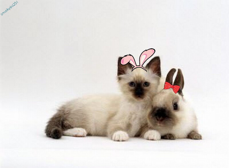 kitten and bunny with accessories
