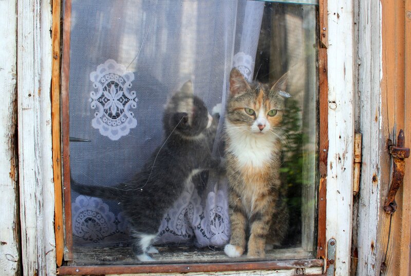 Kitten and Cat at Window