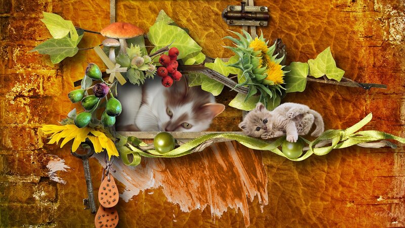 Kitten and Cat in Frame