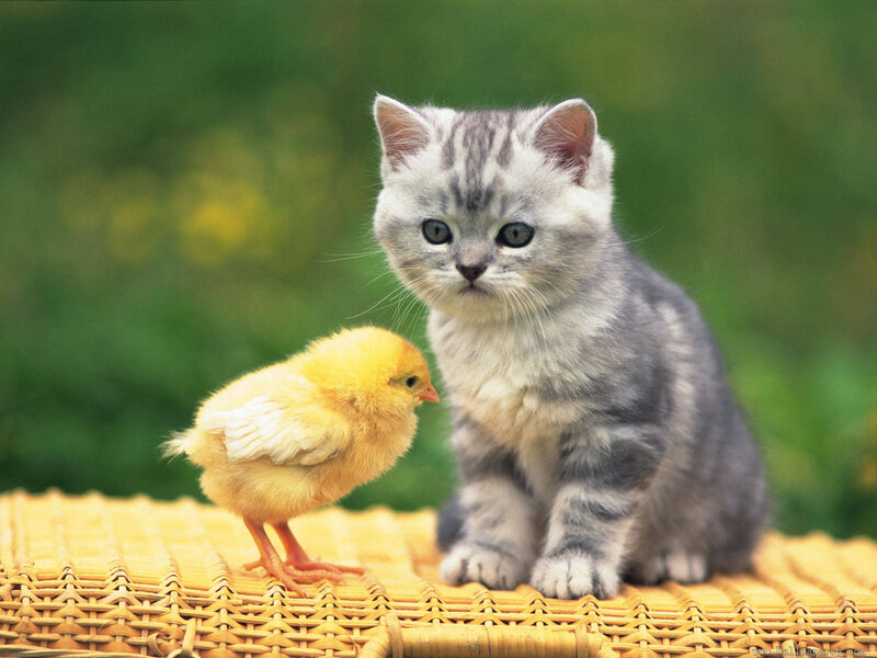 Kitten and Chick — Gray