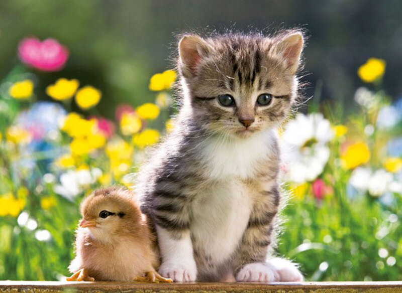 Kitten and Chick — Green, Serene