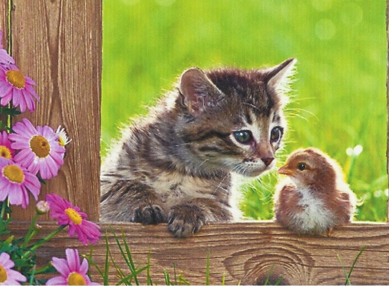 Kitten and Chick — Green
