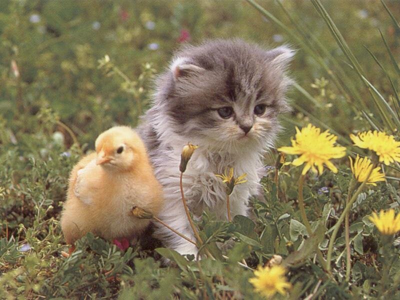 Kitten and chick in a field