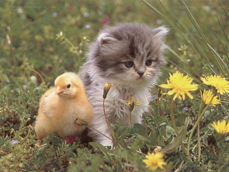 Kitten and chick in a field