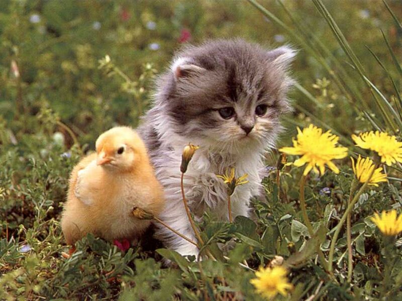 Kitten and Chick in Grass