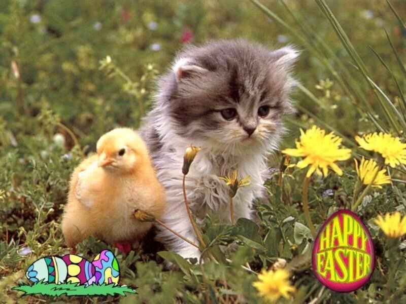 Kitten and chick in spring