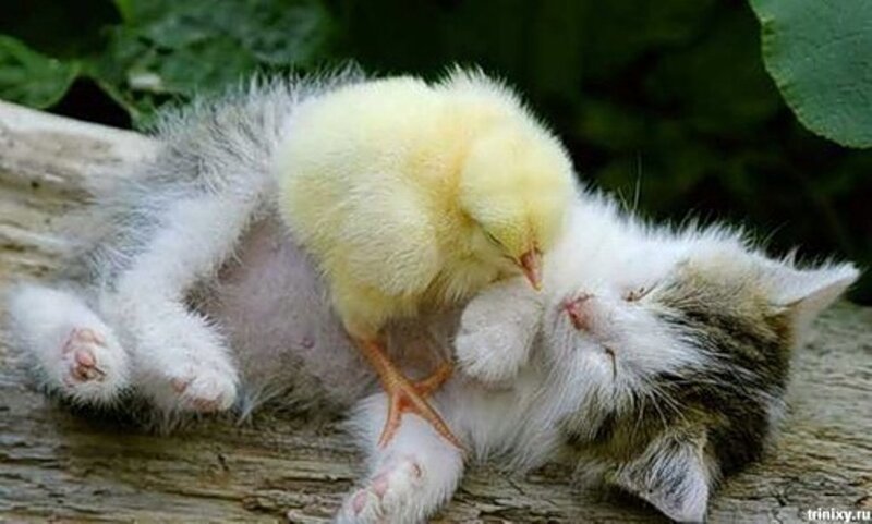 Kitten and Chick Sleeping