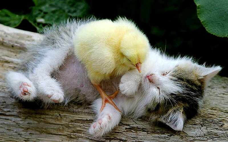 Kitten and Chick Sleeping — White