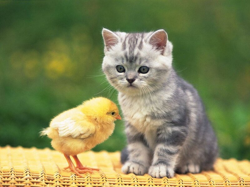 Kitten and Chick