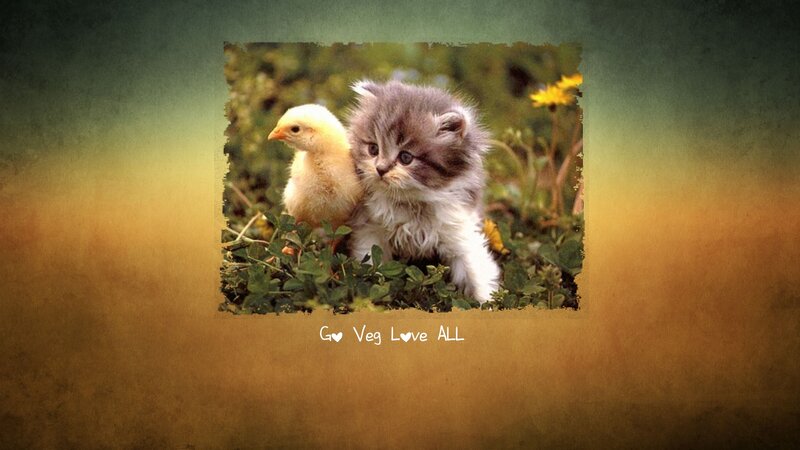 Kitten and Chick Together