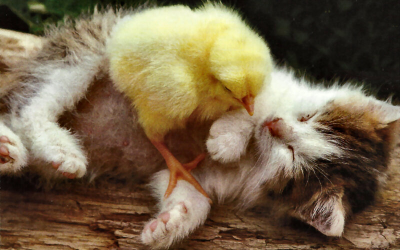 Kitten and Chick — Yellow