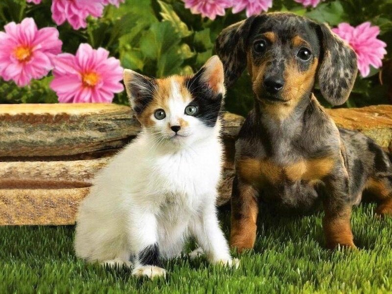 Kitten and Dachshund Puppy — Green