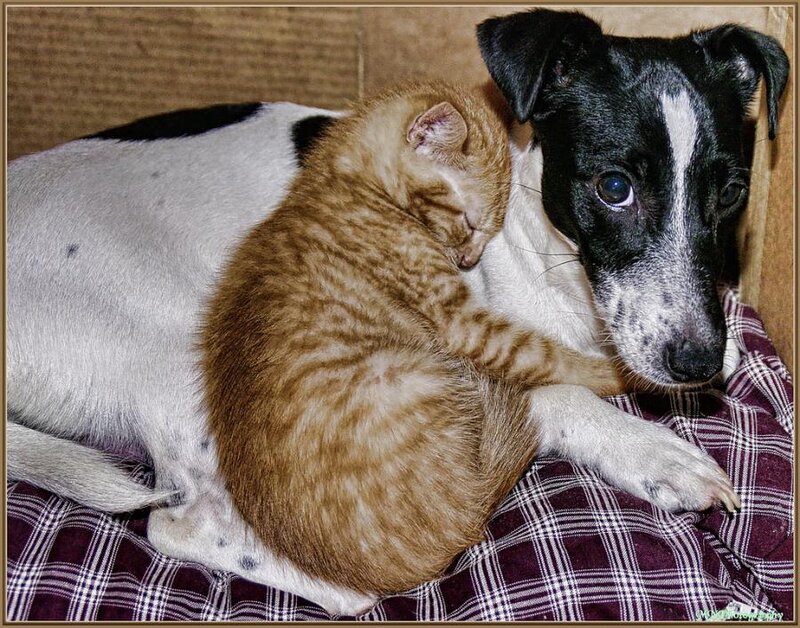 Kitten and Dog Cuddling