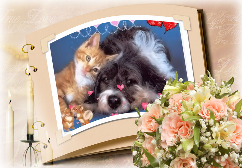 Kitten and Dog in Photo