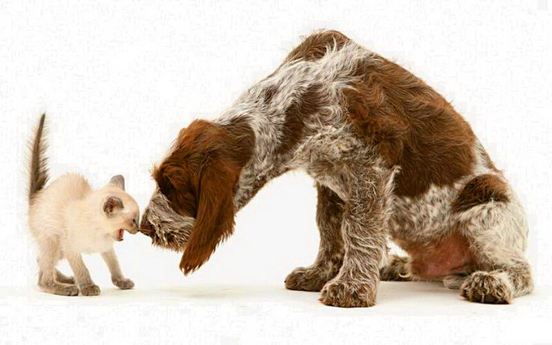 Kitten and Dog Interacting — Brown