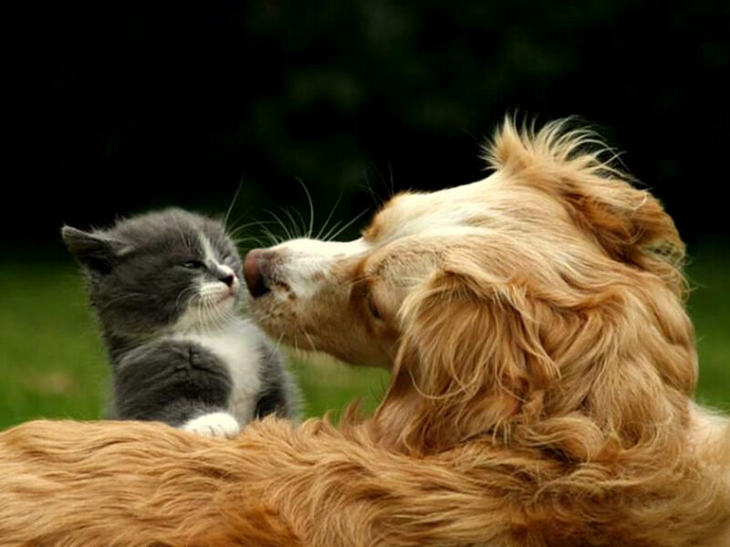 Kitten and Dog Interacting
