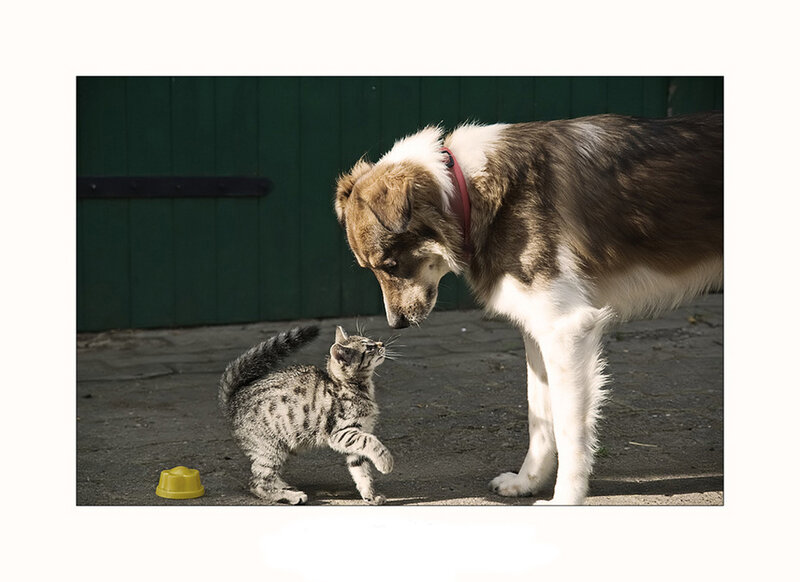 Kitten and Dog Interaction — Brown