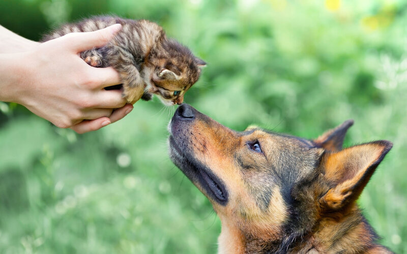 Kitten and Dog Interaction — Green