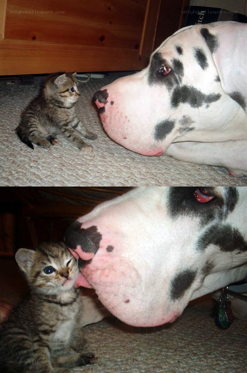 kitten and dog interaction