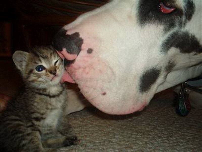 Kitten and Dog Nose
