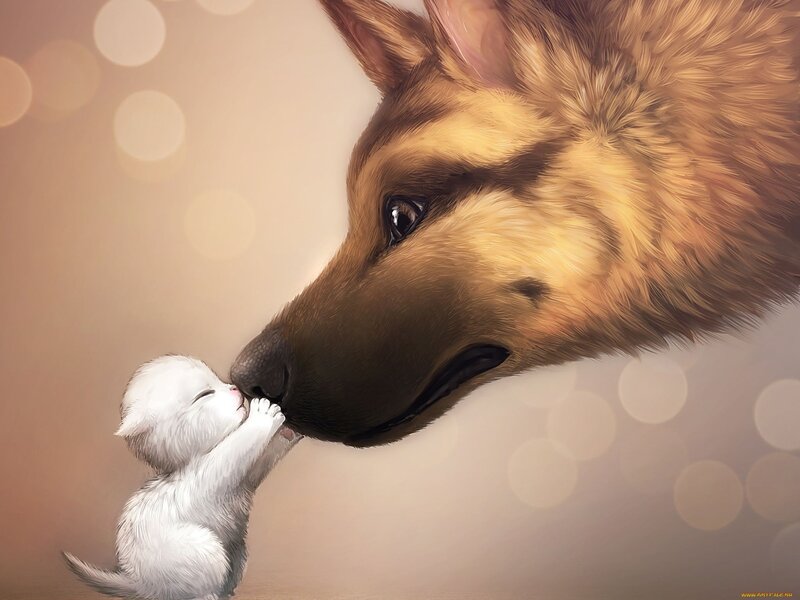 Kitten and Dog Nose-to-nose — Bokeh