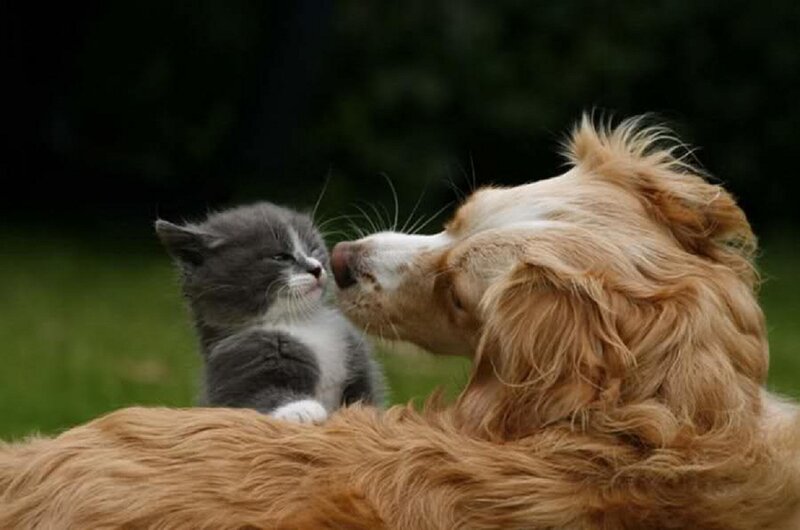 Kitten and Dog Nose-to-nose — Brown, Calm, Afternoon