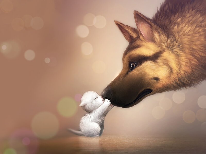 Kitten and Dog Nose-to-nose — Brown, Calm, Digital Art