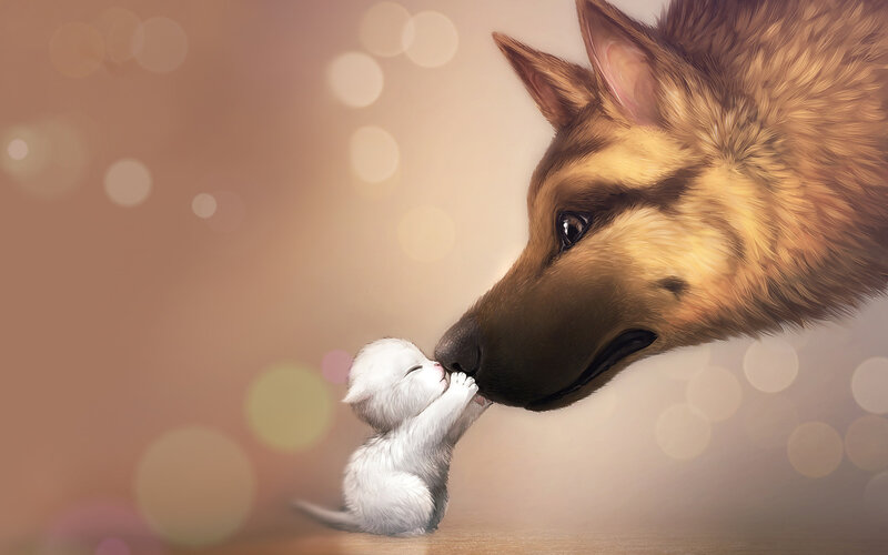 Kitten and Dog Nose-to-nose — Brown