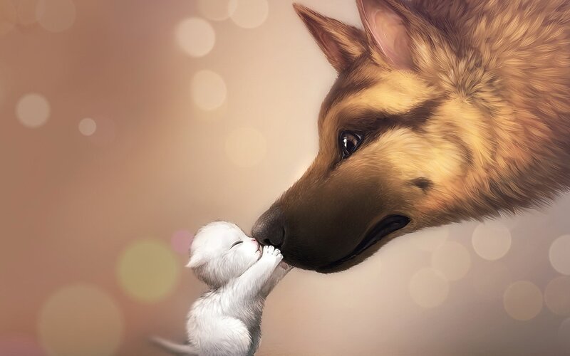 Kitten and Dog Nose-to-nose — Digital Art