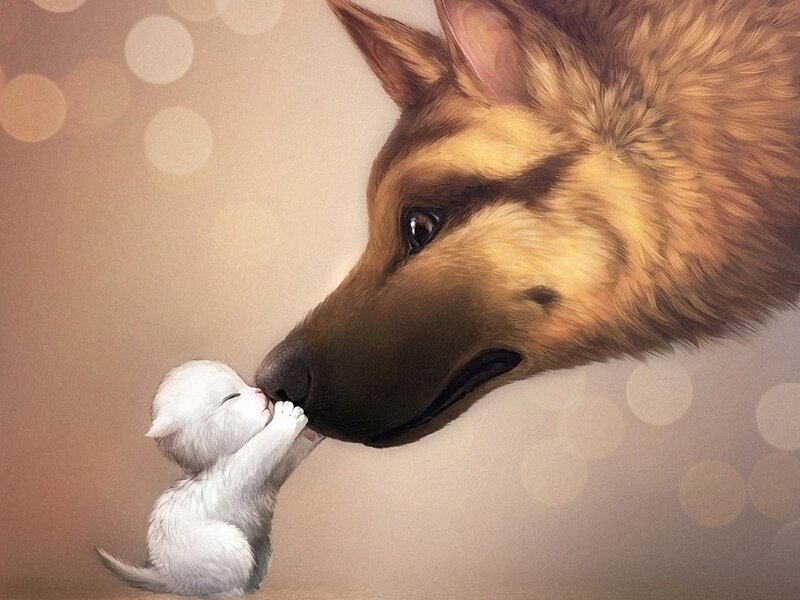 Kitten and Dog Nose-to-nose — Tender
