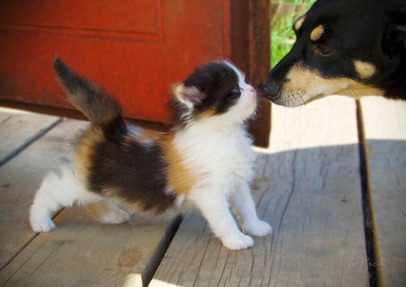 kitten and dog nose-to-nose