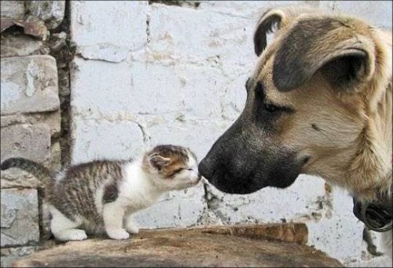 Kitten and Dog Nose-to-nose — White, Calm