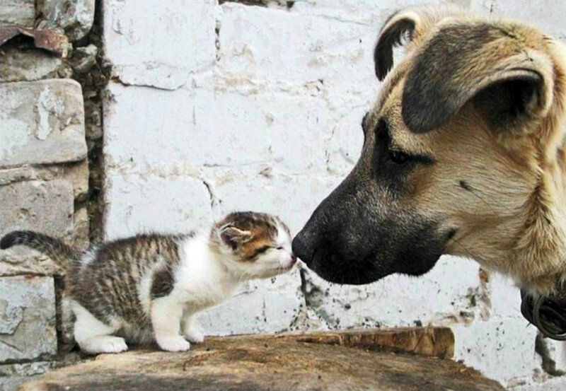 Kitten and Dog Nose-to-nose — White