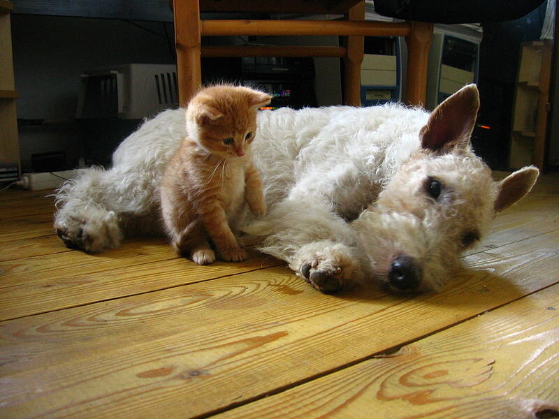 Kitten and Dog on Floor