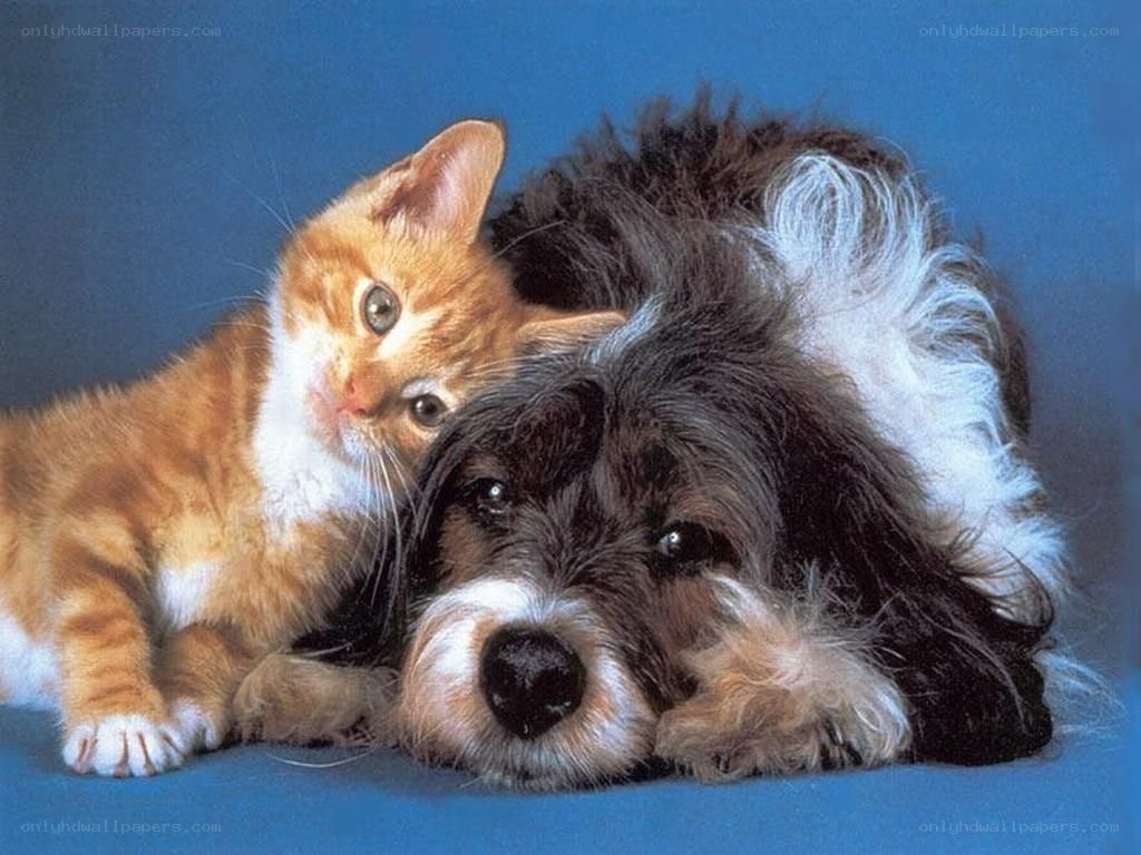 kitten and dog resting together