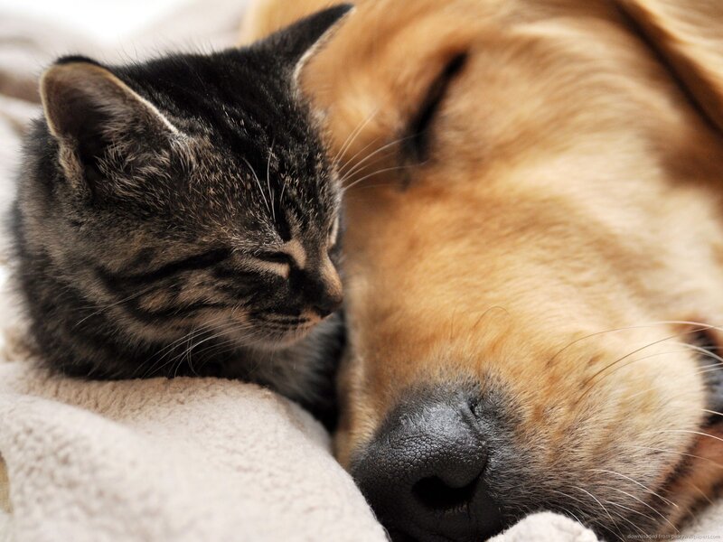 Kitten and Dog Sleeping — Brown, Peaceful, Photograph