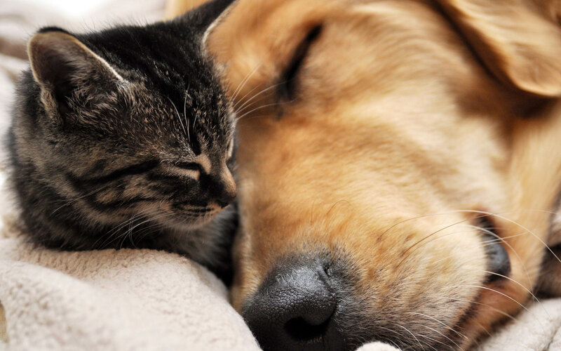 Kitten and Dog Sleeping — Brown