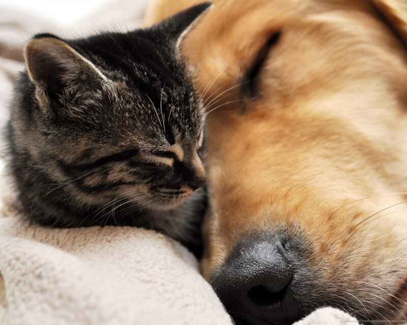Kitten and Dog Sleeping — Gray