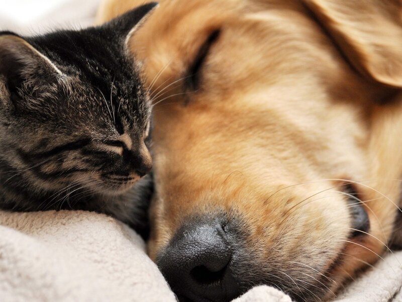 Kitten and Dog Sleeping