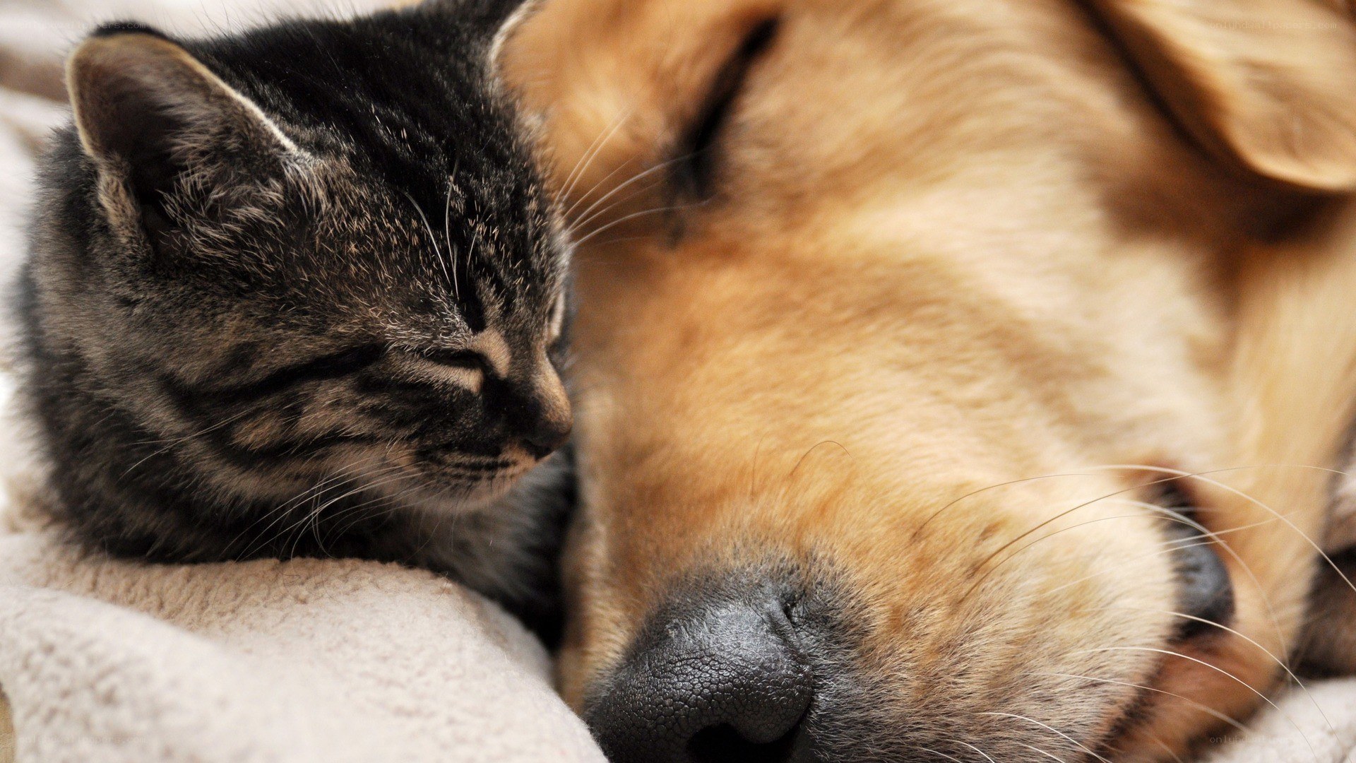 kitten and dog sleeping together