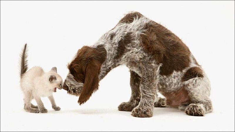 Kitten and Dog Sniffing